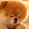 Animals___Dogs_Pomeranian_sleeping_084524_.jpg